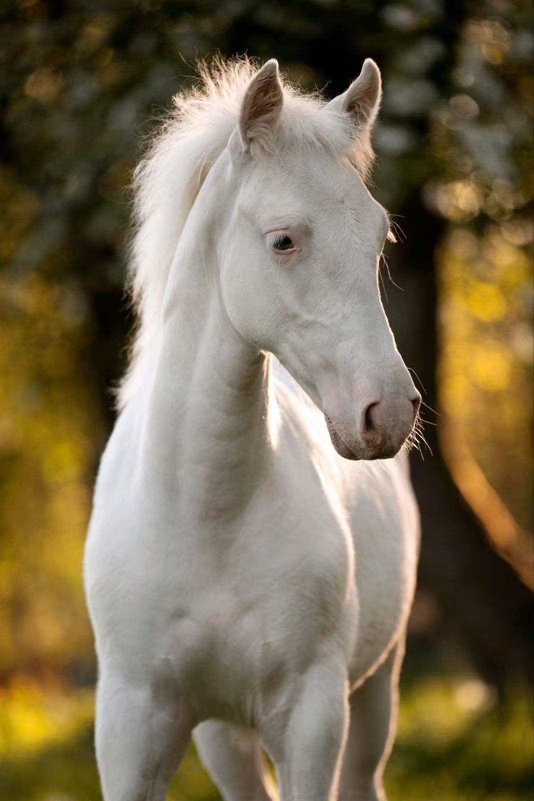 Olaf003